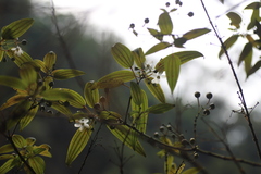 Dinophora spenneroides