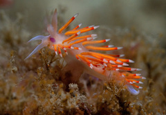 Coryphellina poenicia