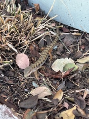 Elgaria multicarinata