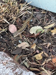 Elgaria multicarinata