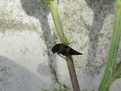 Mediimorda bipunctata