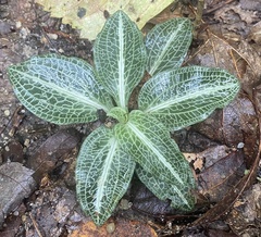 Goodyera pubescens