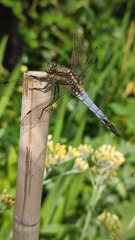 Orthetrum cancellatum
