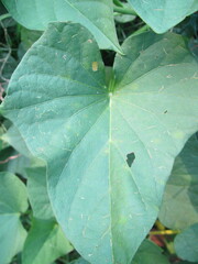 Chaetocnema confinis