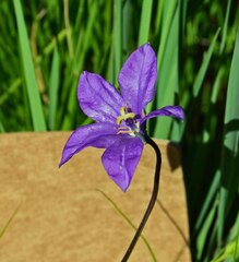 Campanula parryi