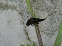 Mediimorda bipunctata