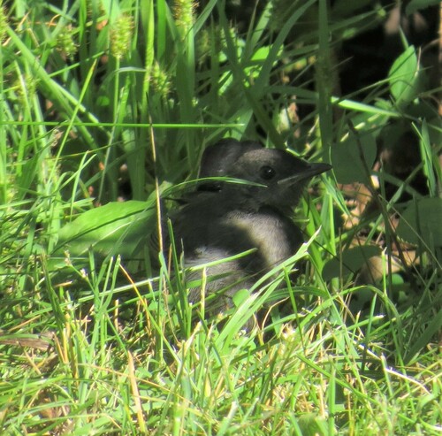 Gray Catbird photographed in Minnesota