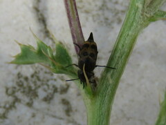 Mediimorda bipunctata