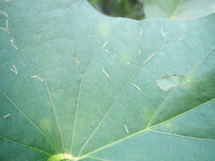 Chaetocnema confinis