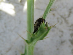 Mediimorda bipunctata