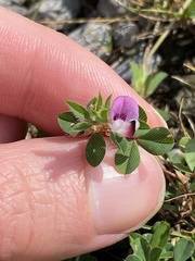 Kummerowia stipulacea