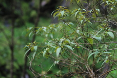 Dinophora spenneroides