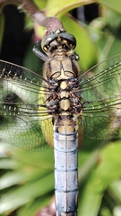 Orthetrum cancellatum