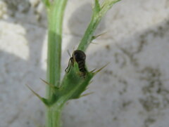 Mediimorda bipunctata