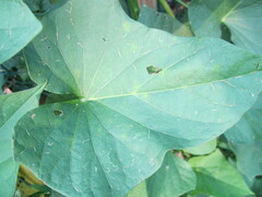 Chaetocnema confinis