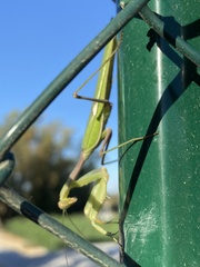 Sphodromantis viridis