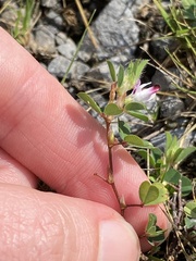 Kummerowia stipulacea
