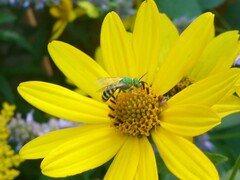 Agapostemon virescens