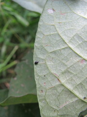 Chaetocnema confinis