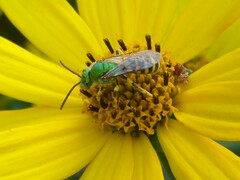 Agapostemon virescens