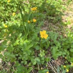 Potentilla flabellifolia