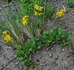 Packera streptanthifolia