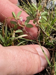 Kummerowia stipulacea
