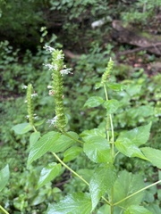 Agastache