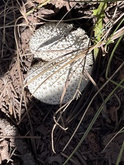 Lycoperdon marginatum