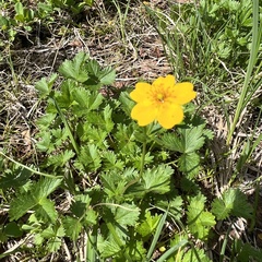 Potentilla flabellifolia