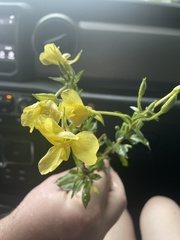 Oenothera biennis
