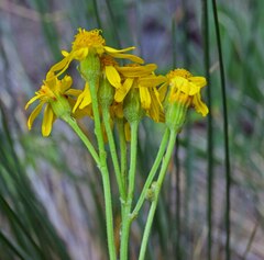 Packera streptanthifolia