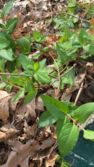 Lonicera japonica