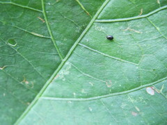 Chaetocnema confinis