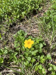 Potentilla flabellifolia