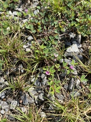 Kummerowia stipulacea