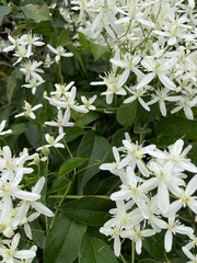 Clematis terniflora