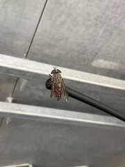 Tabanus novaescotiae