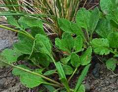 Packera streptanthifolia