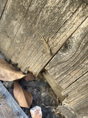Sceloporus occidentalis