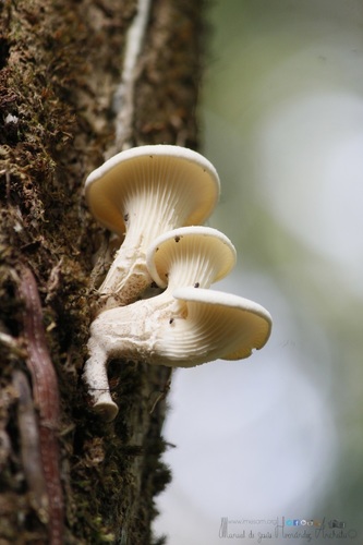 Lentinus scleropus