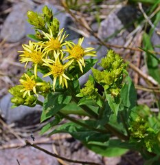 Solidago multiradiata