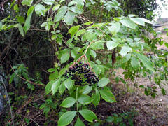 Sambucus nigra