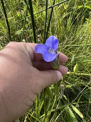 Gentianopsis