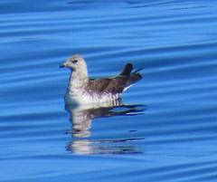 Stercorarius longicaudus