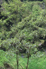 Dinophora spenneroides