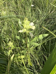 Pedicularis lanceolata