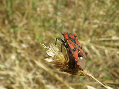 Spilostethus pandurus