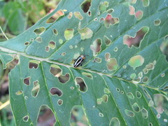Disonycha glabrata