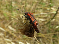 Spilostethus pandurus